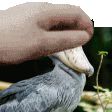 shoebill Σ-: shoebill Σ-: