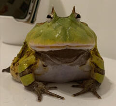 frog :-3